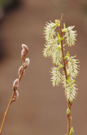 Salix humilis (Prairie Willow)
