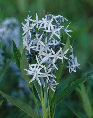 Amsonia illustris (Shining Blue Star)