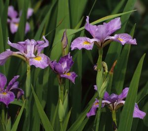 Iris virginica var. shrevei (Southern Blue Flag)