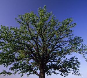 Quercus macrocarpa (Bur Oak)