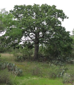 Quercus stellata (Post Oak)