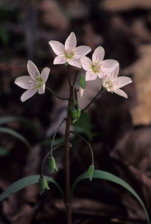 Claytonia virginica (Spring Beauty)