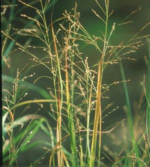 Panicum virgatum (Switch Grass)