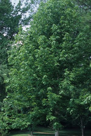 Quercus michauxii (Swamp Chestnut Oak)