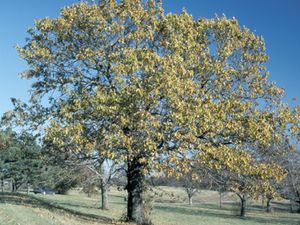Quercus velutina (Black Oak)