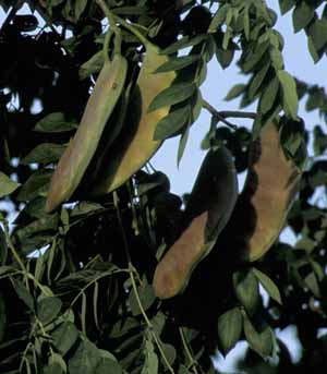 Gymnocladus dioicus (Kentucky Coffeetree)