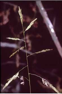 Leersia oryzoides (Rice Cutgrass)