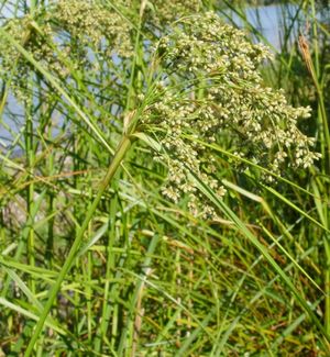 Sparganium americanum (American Bur Reed)