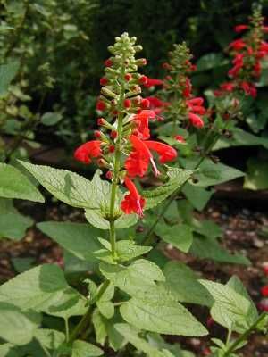 Salvia coccinea (Scarlet Sage)
