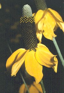 Ratibida columnifera (Prairie Coneflower)