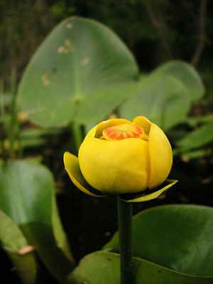 Nuphar aduena (Yellow Pond Lily)