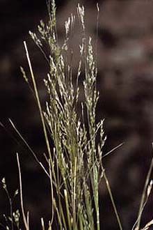 Agrostis alba (Redtop)