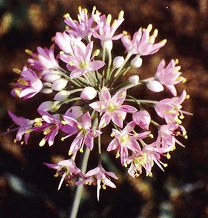 Allium stellatum (Prairie Onion)