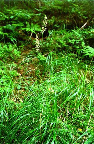 Calamagrostis arundinacea (Feather Reed Grass)