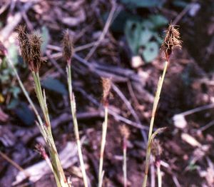 Carex bicknellii (Copper Oval Sedge)