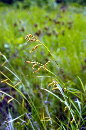 Carex davisii (Davis Sedge)