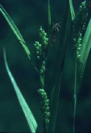 Carex granularis (Meadow Sedge)
