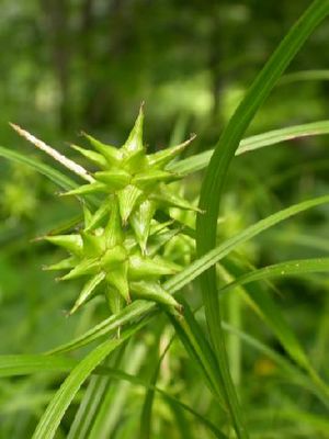 Carex grayi (Gray's Sedge)