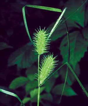 Carex lurida (Lurid Sedge)