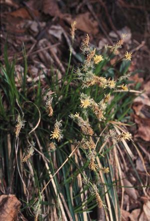 Carex pensylvanica (Pennsylvania Sedge)