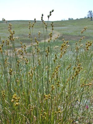 Carex brevior (Shortbeak Sedge)