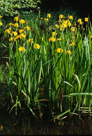 Iris pseudacorus (Yellow Flag Iris)