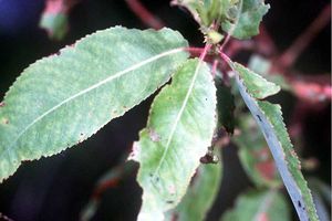 Salix amygdaloides (Peachleaf Willow)