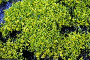 Sedum acre (Golden Moss Sedum)