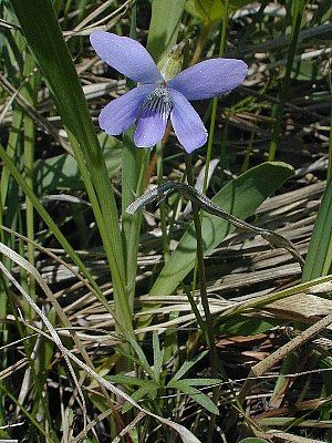 Viola pedatifida (Prairie Violet)