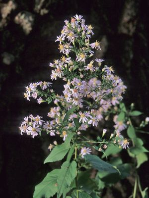 Symphyotrichum cordifolium (Blue Wood Aster)