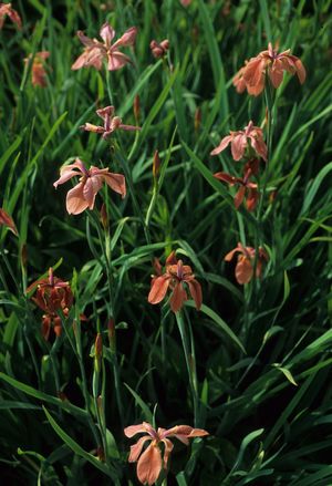 Iris fulva (Copper Iris)