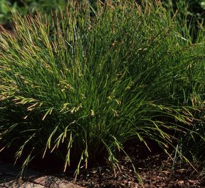 Carex stricta (Tussock Sedge)