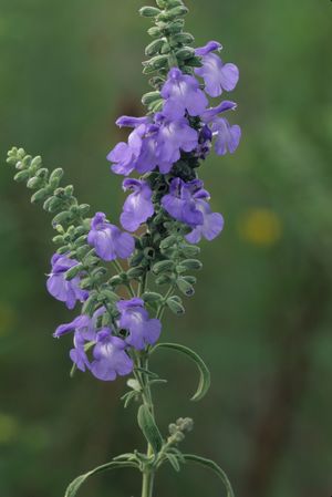 Salvia azurea (Blue Sage)