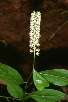 Itea virginica (Virginia Sweetspire)
