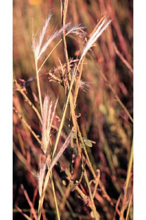 Andropogon ternarius (Silverbeard; Splitbeard Grass)
