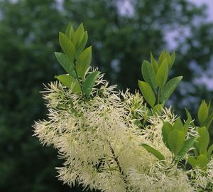 Chionanthus virginicus (Fringetree)