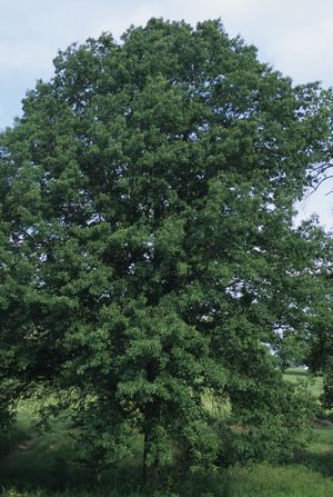 Quercus imbricaria (Shingle Oak)