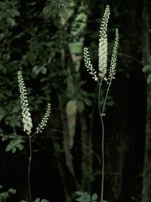 Actaea podocarpa (Black Cohosh)