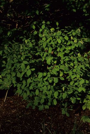 Dirca palustris (Leatherwood)