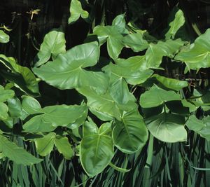 Peltandra virginica (Arrow Arum)