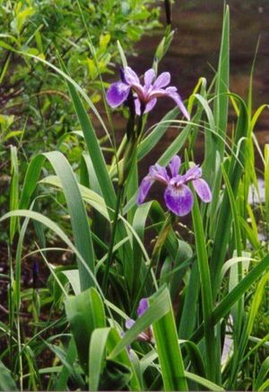 Iris versicolor (Blue Flag)