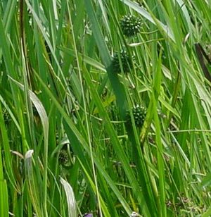 Sparganium eurycarpum (Giant Bur Reed)