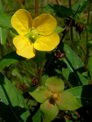 Ludwigia alternifolia (Bushy Seedbox)