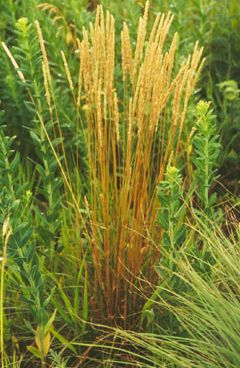 Koeleria cristata (June Grass)