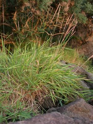 Agrostis stolonifera (Creeping Bentgrass)