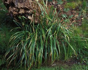 Carex pendula (Drooping Sedge)