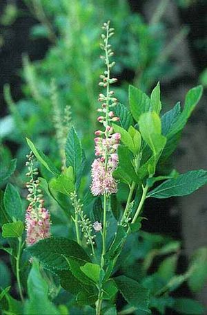 Clethra alnifolia (Summersweet)