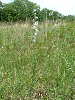 Delphinium virescens (Prairie Larkspur)